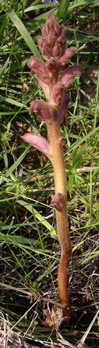 Bedstraw broomrape (Orobanche caryophyllacea)