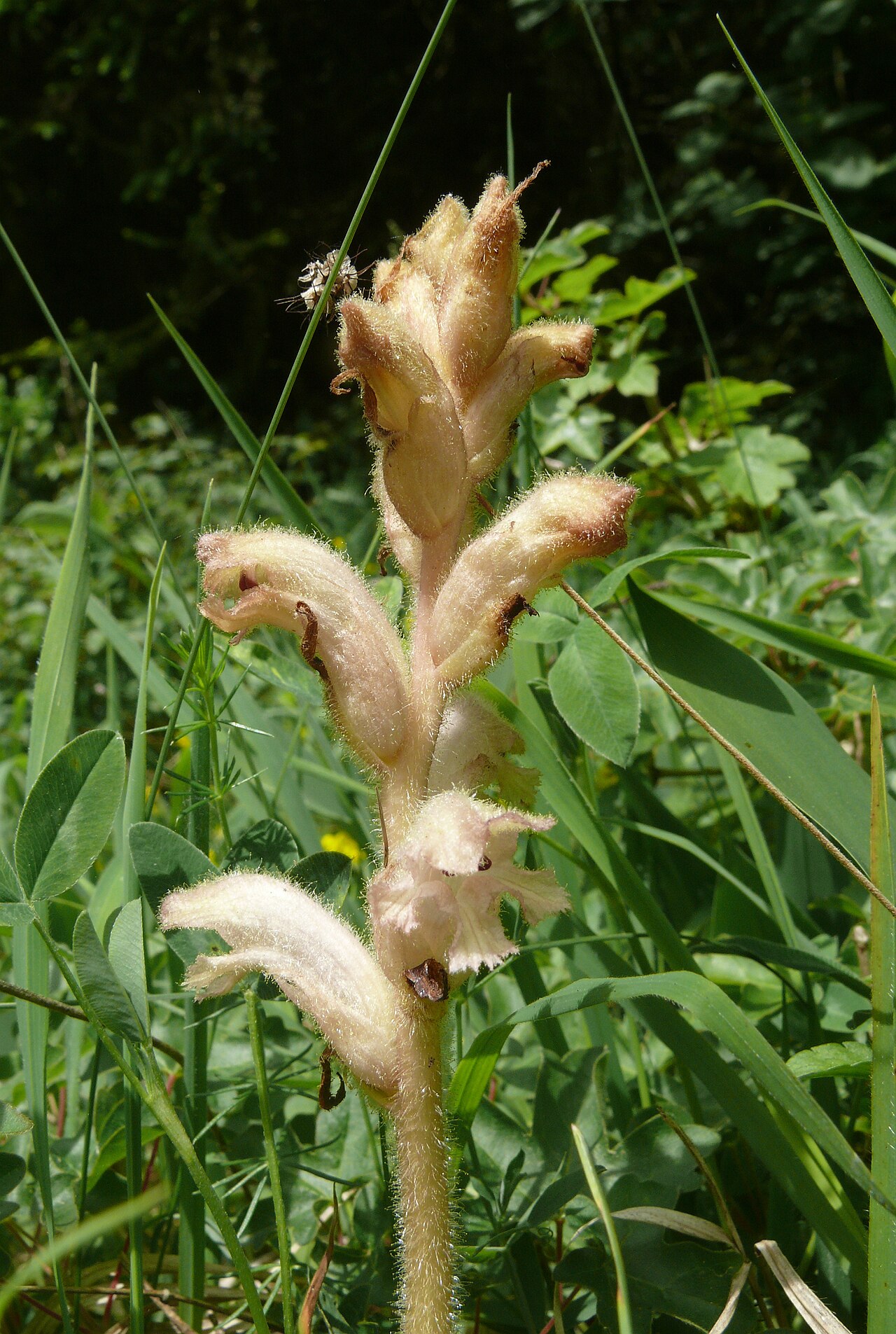 Bedstraw broomrape: Orobanche caryophyllacea , Alb-Wutach, Deutschland