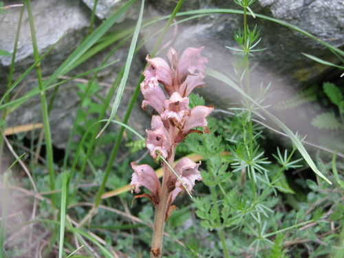 Bedstraw broomrape (Orobanche caryophyllacea)