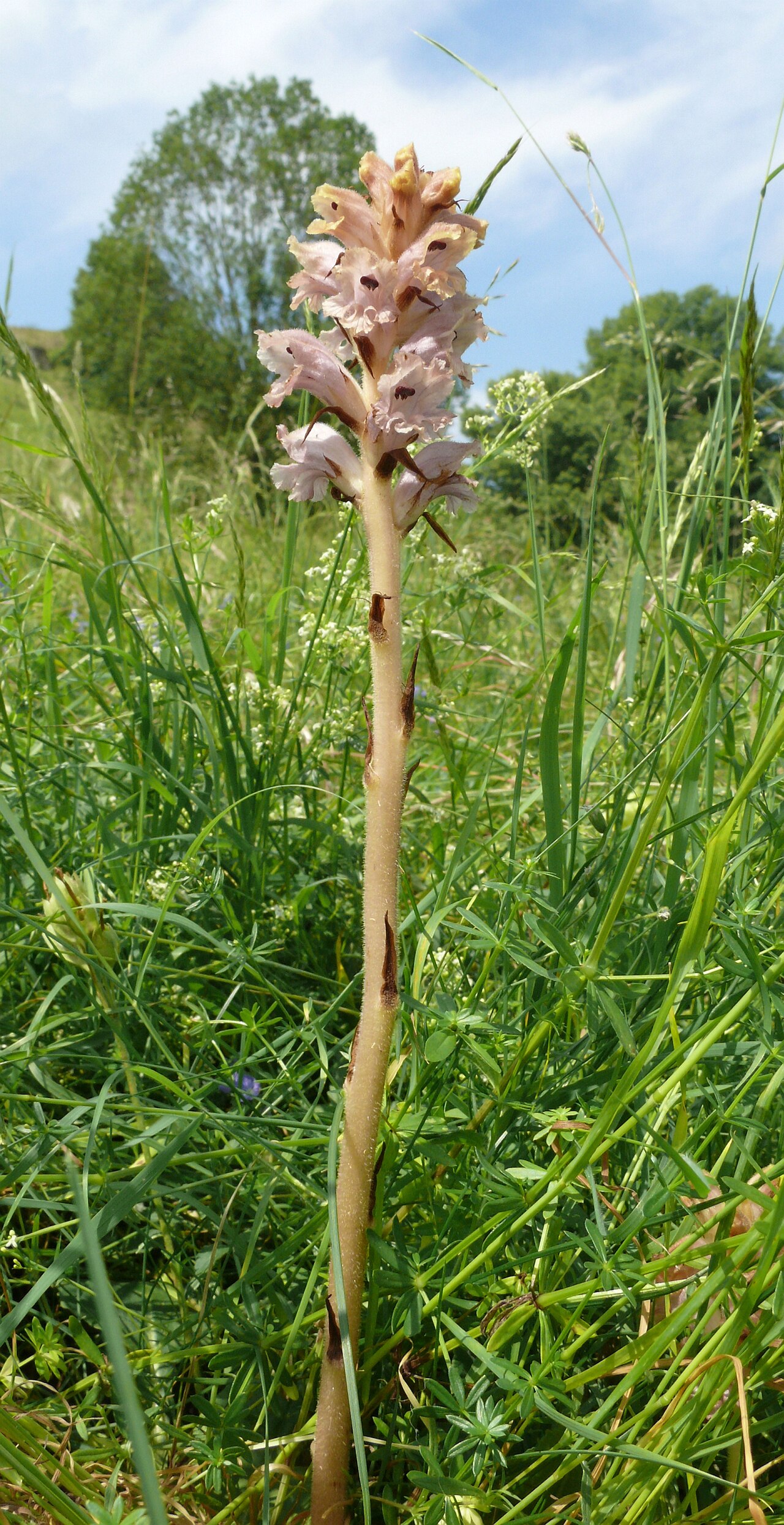 Bedstraw broomrape: Orobanche caryophyllacea , Nördlinger Ries, Deutschland