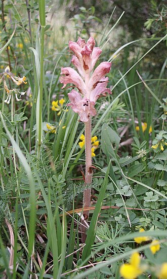 Bedstraw broomrape: Orobanche caryophyllacea , Neckar-Odenwald, Germany