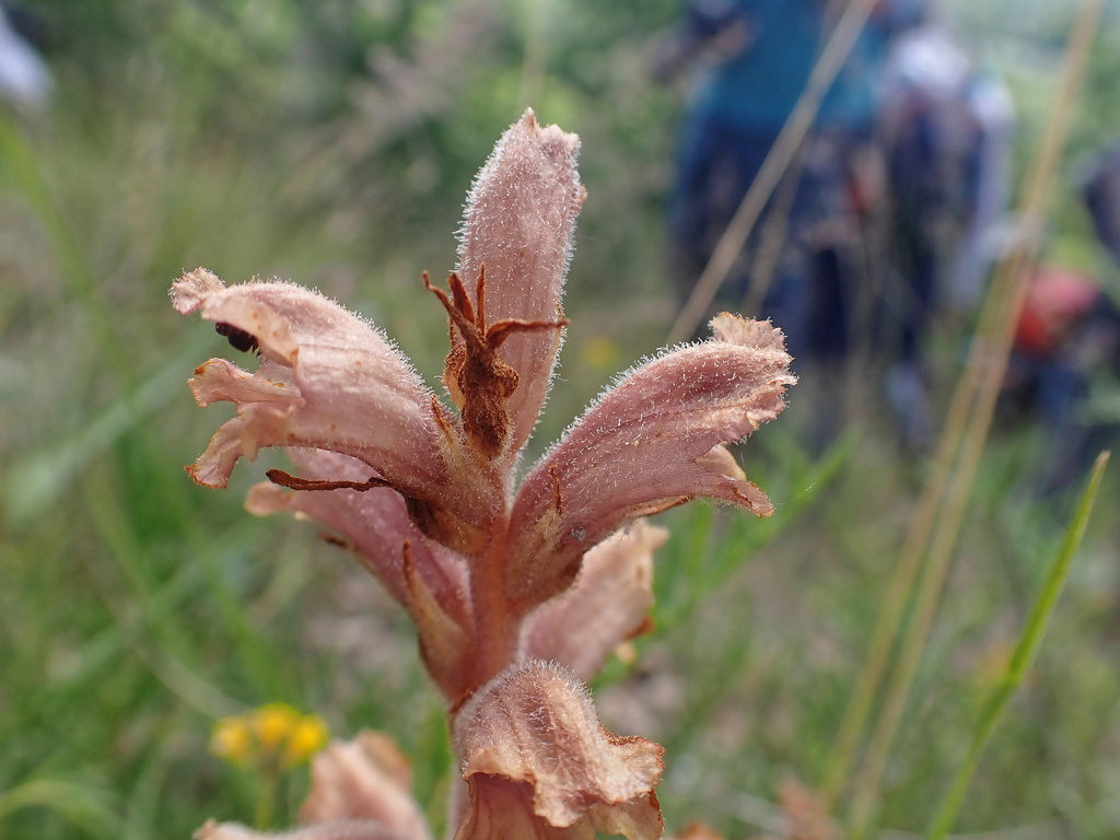 Bedstraw broomrape (Orobanche caryophyllacea)