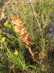 Bedstraw broomrape (Orobanche caryophyllacea)