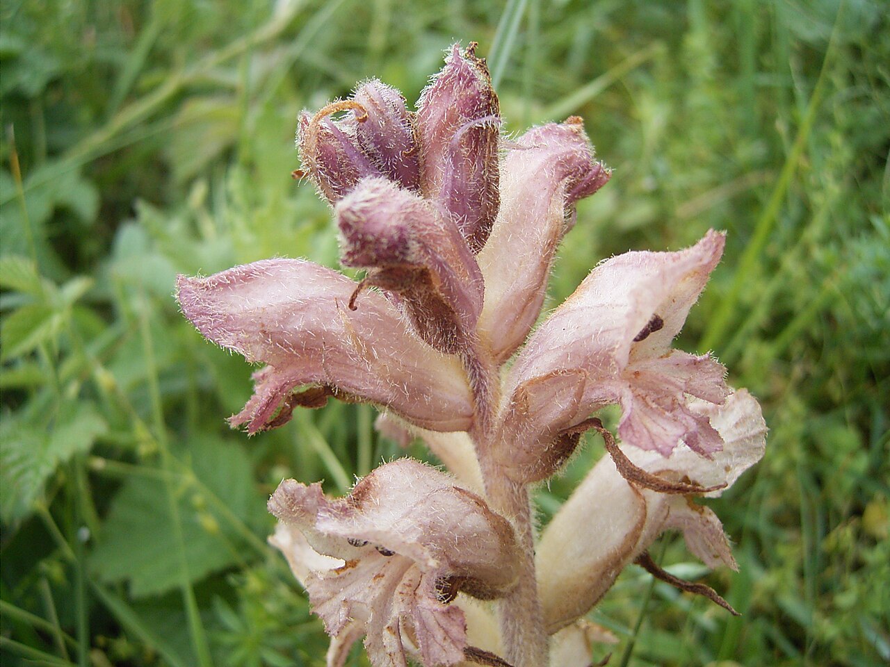 Bedstraw broomrape: This picture shows the flowers of Orobanche caryophyllaceae . I took this photo on June 4, 2005, in Katwijk , Netherlands .