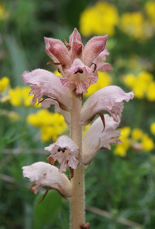 Bedstraw broomrape: Orobanche caryophyllacea , Neckar-Odenwald, Germany