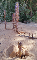 Nodding broomrape (Orobanche cernua)