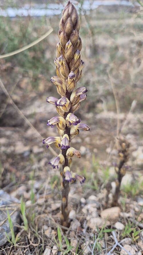 Nodding broomrape: Orobanche cernua — Field observation from 04720 Roquetas de Mar, Almería, Spanien, Spain. Collected by Christoph Moning (2025-03-12). Recorded in GBIF occurrenc
