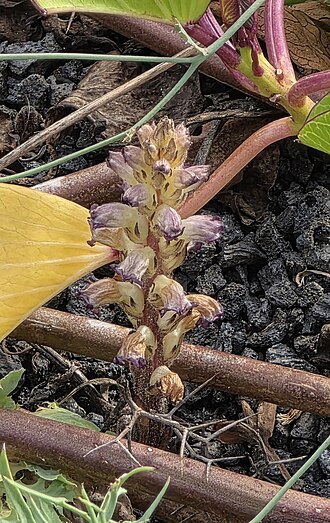 Nodding broomrape: Orobanche cernua — Field observation from Costa Mar Ida, 35510 Puerto del Carmen, Las Palmas, Spanien, Spain. Collected by Christoph Moning (2026-03-07). Record