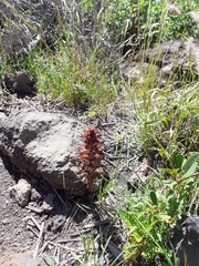 Nodding broomrape (Orobanche cernua)