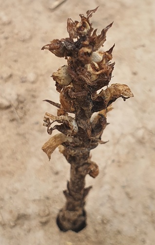 Nodding broomrape (Orobanche cernua)