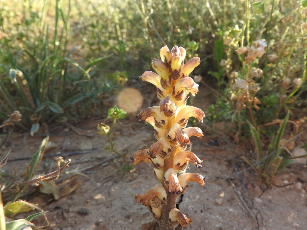 Nodding broomrape (Orobanche cernua)