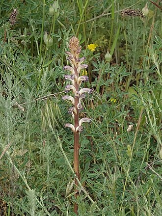 Nodding broomrape: Orobanche cernua — Field observation from Респ. Дагестан, Россия, 368301, Russian Federation. Collected by Валерия Ковалева (2025-05-06). Recorded in GBIF occur
