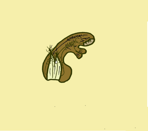 Nodding broomrape: Orobanche - Cladogramma del genere