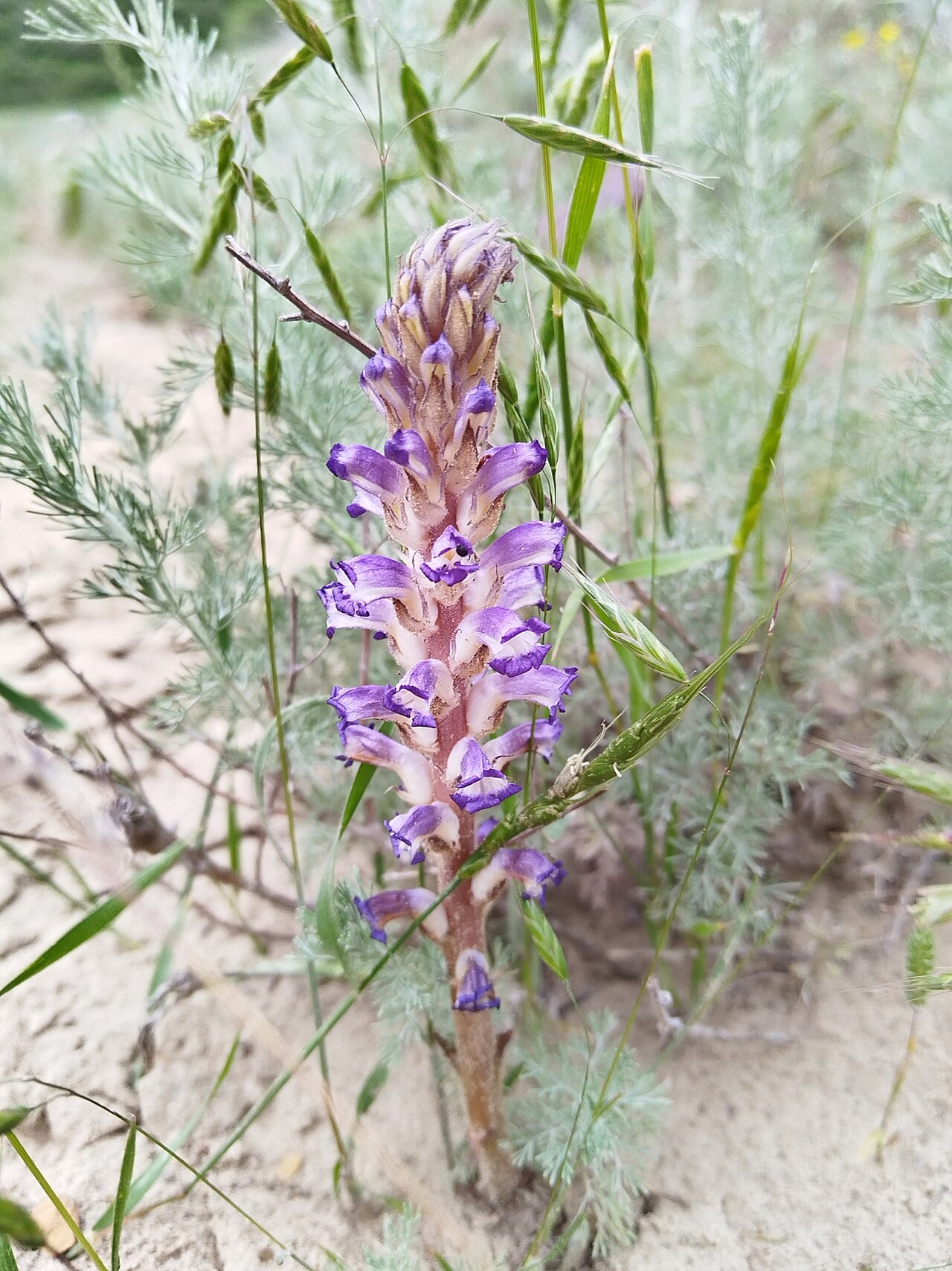Nodding broomrape: Nodding Broomrape ( Orobanche cernua ) in Russia