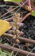 Nodding broomrape (Orobanche cernua)