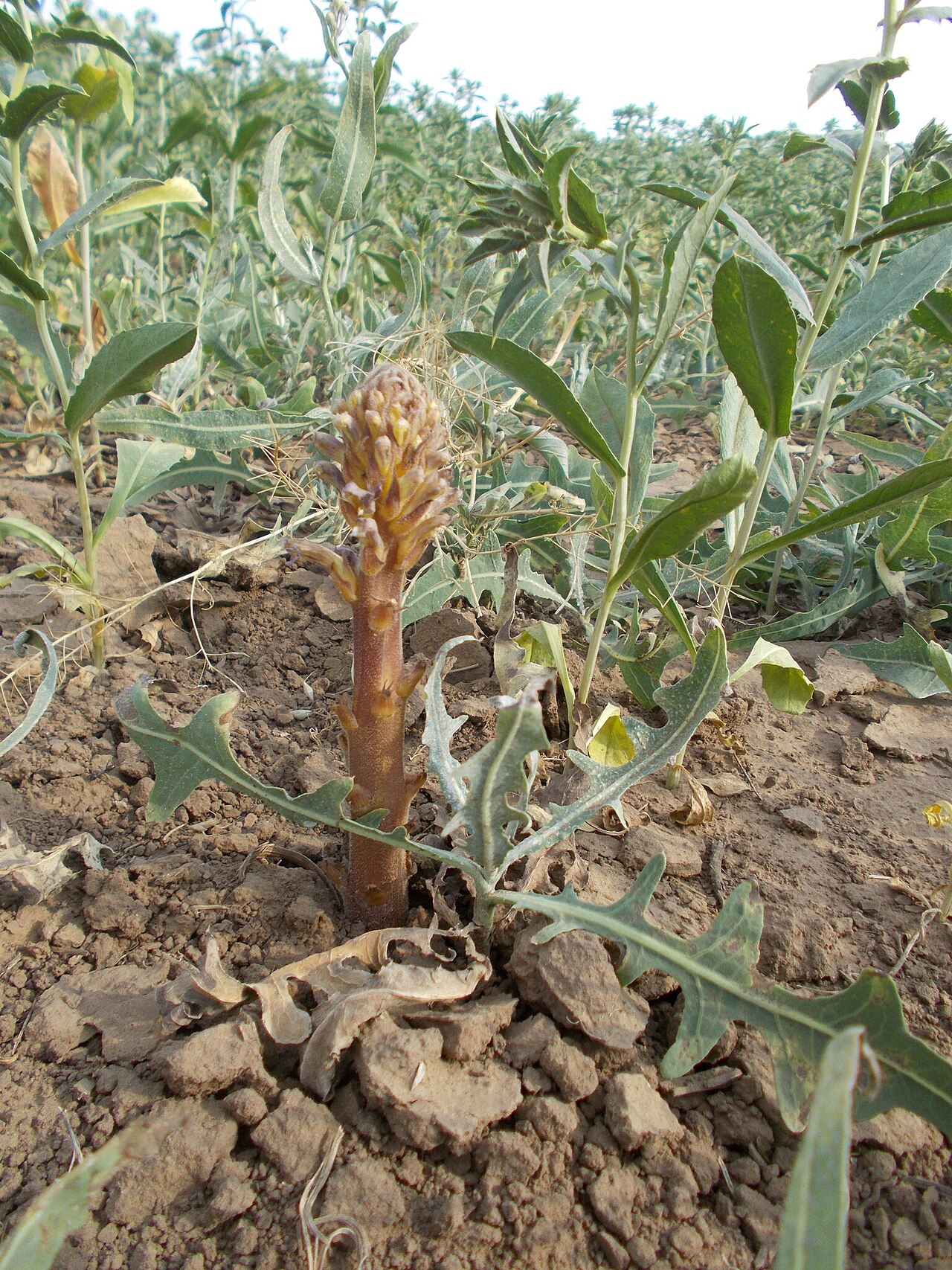 Nodding broomrape: Orobanche cernua — Field observation from Старополтавский р-н, Волгоградская обл., Россия, Russian Federation. Collected by Мария Ткаченко (2026-07-08). Recorde
