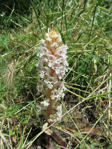 Bean broomrape (Orobanche crenata)