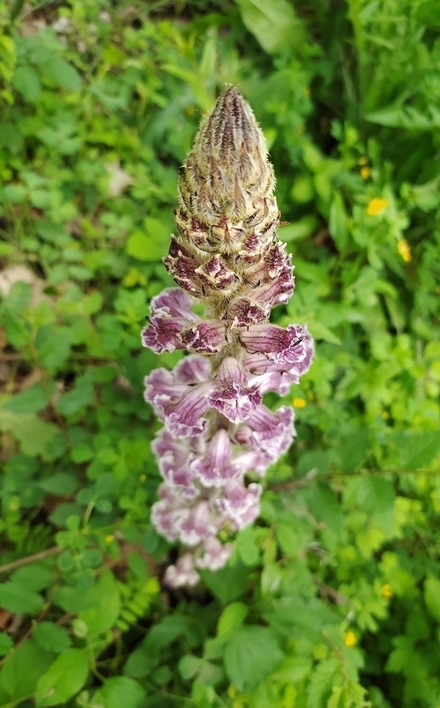 Bean broomrape (Orobanche crenata)