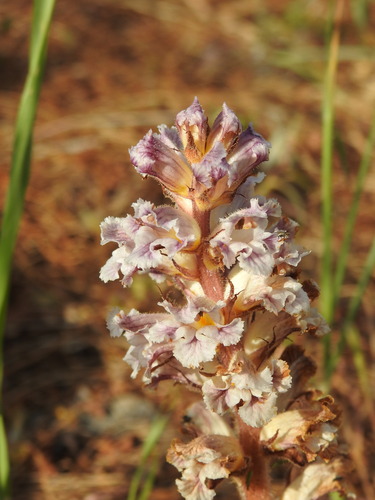 Bean broomrape (Orobanche crenata)