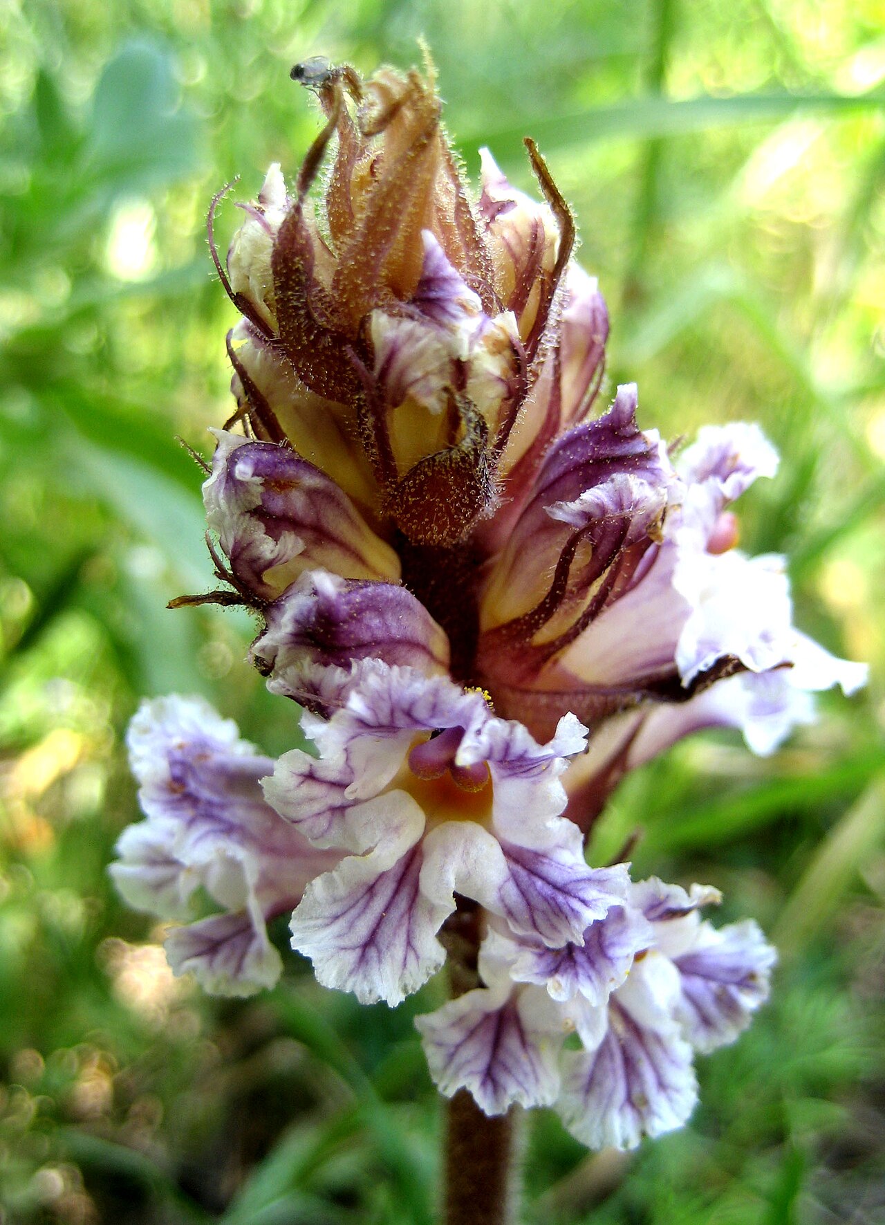 Bean broomrape: Orobanche crenata , Chios , Greece. Near Vrontados