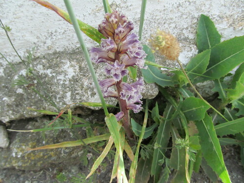 Bean broomrape (Orobanche crenata)