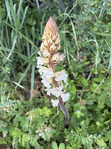 Bean broomrape (Orobanche crenata)