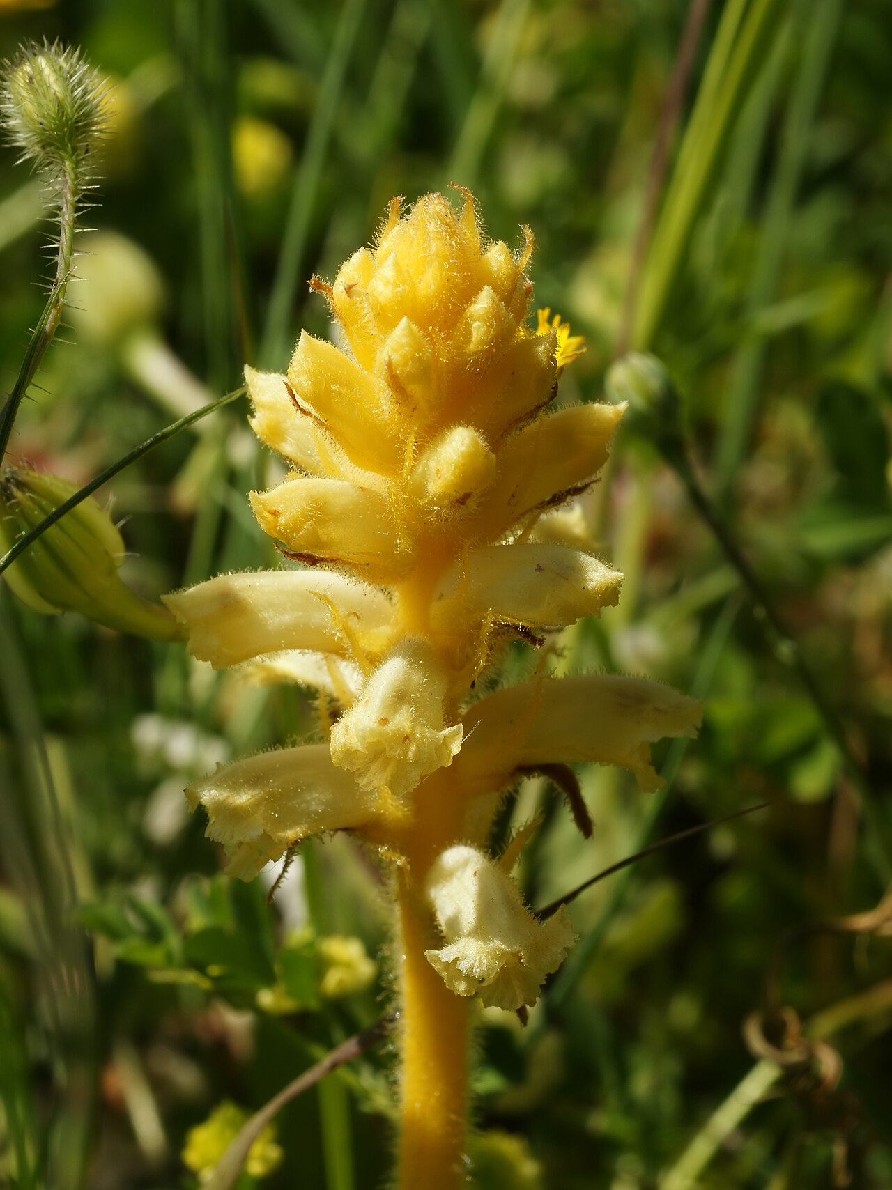 Bean broomrape: Bean Broomrape inflorescence close to Acquadda, Sardinia, Italy.