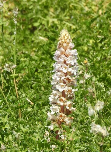 Bean broomrape (Orobanche crenata)