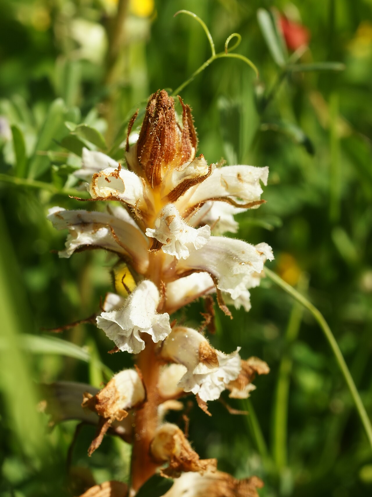 Bean broomrape: Bean Broomrape inflorescence close to Acquadda, Sardinia, Italy.