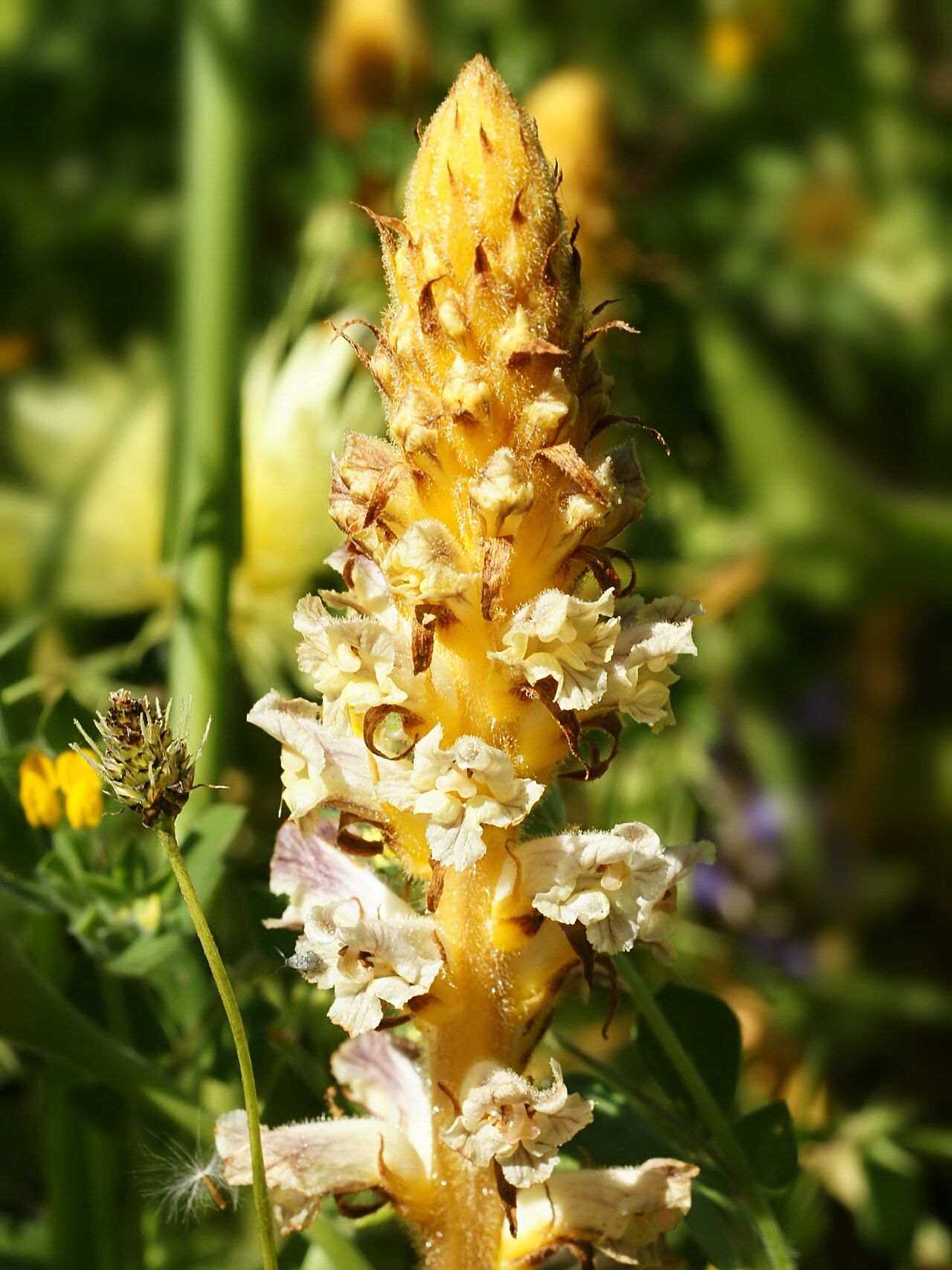 Bean broomrape: Bean Broomrape inflorescence near Perasdefogu, Sardinia, Italy.