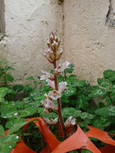 Bean broomrape (Orobanche crenata)