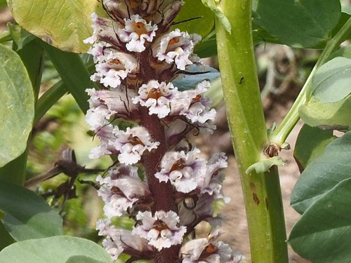 Bean broomrape (Orobanche crenata)