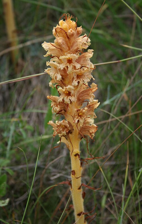Orobanche elatior: Große Sommerwurz ( Orobanche elatior ), Sommerwurzgewächse (Orobanchaceae) - Ungarn/Magyarország/Hungary: Pest megye, Szénás-Hügel bei Pilisszentiván