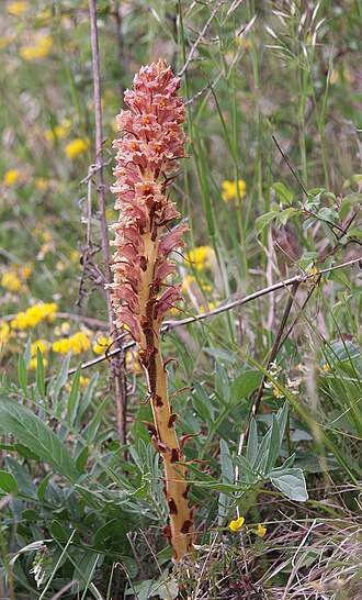 Orobanche elatior: Orobanche elatior , Neckar-Odenwald, Germany