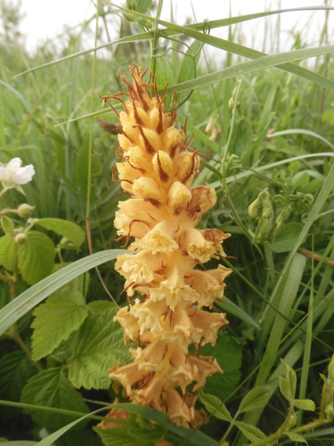 Orobanche elatior (Orobanche elatior)