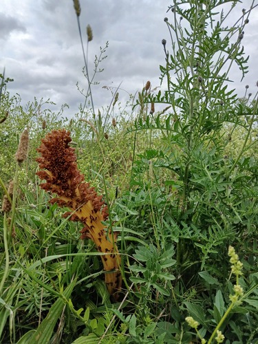 Orobanche elatior (Orobanche elatior)