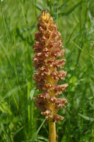 Orobanche elatior (Orobanche elatior)