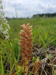 Orobanche elatior (Orobanche elatior)