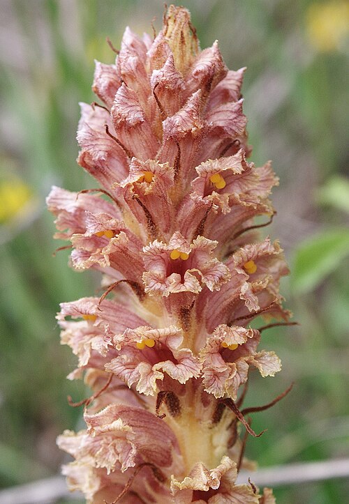 Orobanche elatior: Orobanche elatior , Neckar-Odenwald, Germany