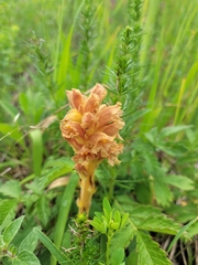 Orobanche elatior (Orobanche elatior)