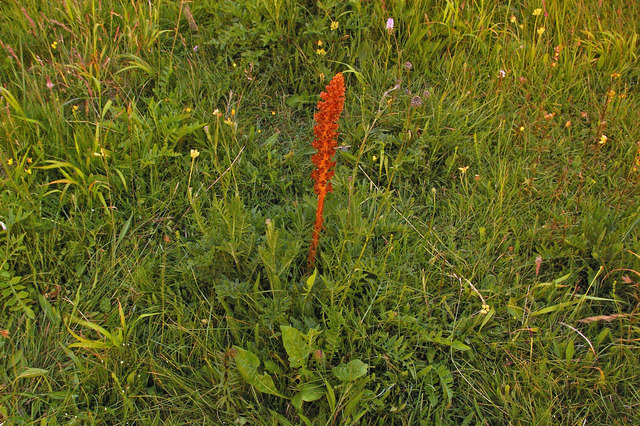 Orobanche elatior: Knapweed Broomrape (Orobanche elatior). Broomrapes are wholly parasitic plants - because they have no need to photosynthesise in order to meet their nutrient re