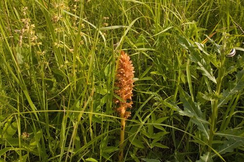 Orobanche elatior (Orobanche elatior)
