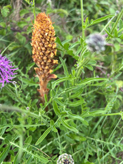 Orobanche elatior (Orobanche elatior)