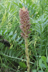 Orobanche elatior (Orobanche elatior)