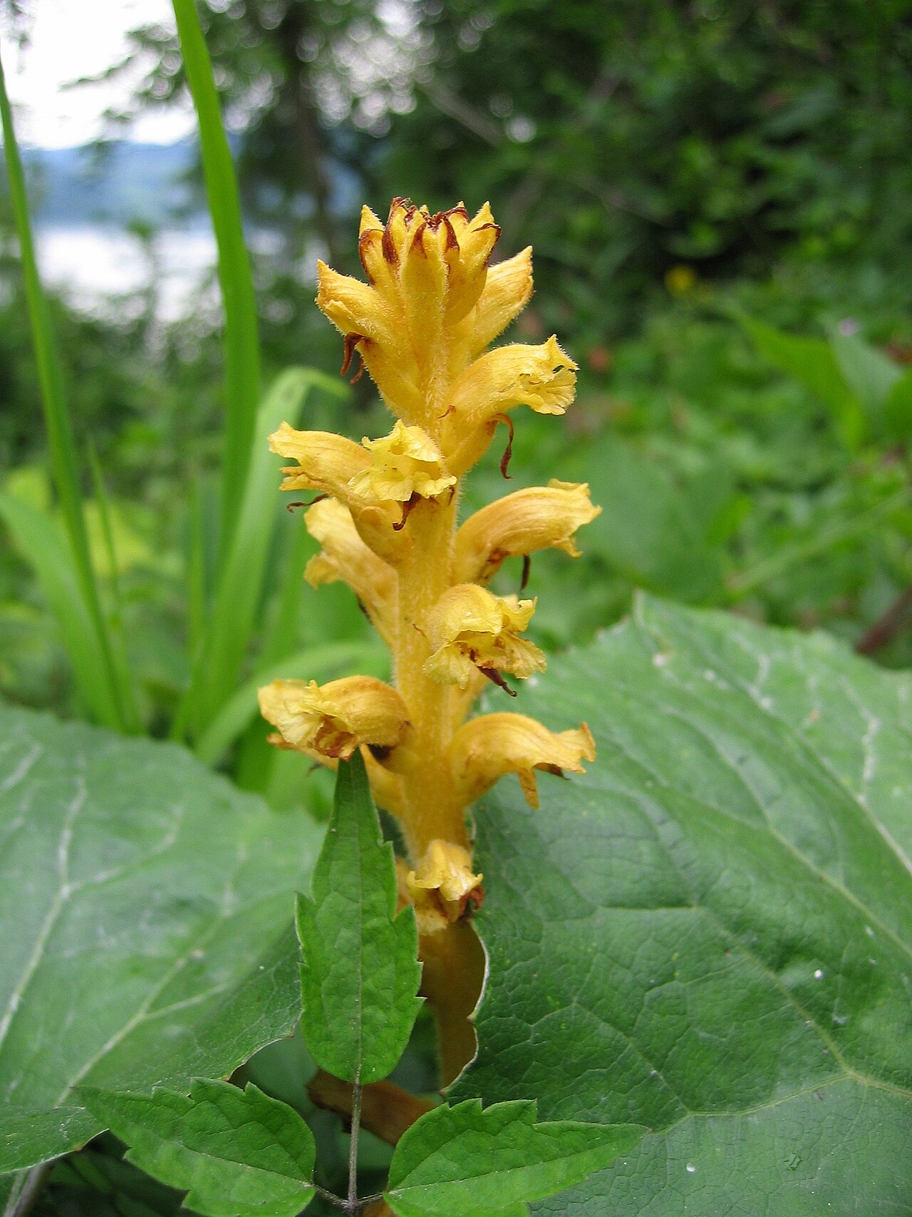 Orobanche flava: Orobanche_flava , East-Traunsee , Upper Austria, Austria