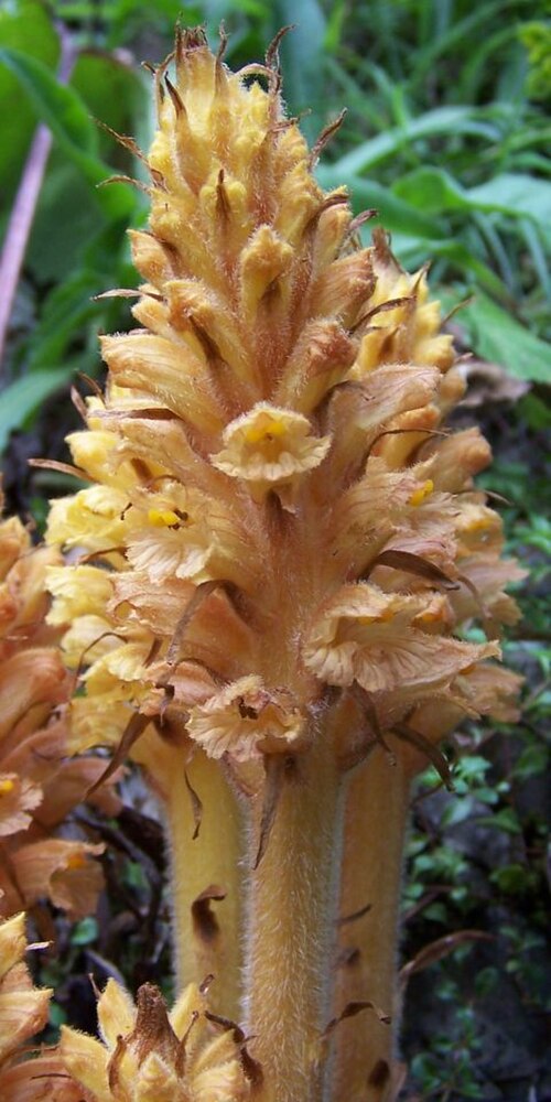 Orobanche flava: Orobanche flava