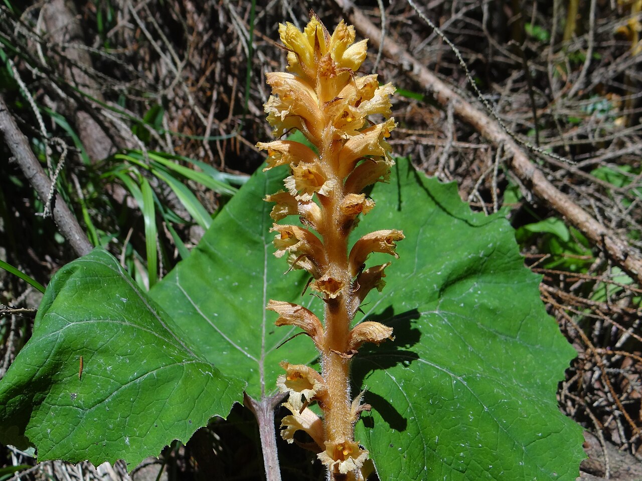 Orobanche flava: Orobanche flava