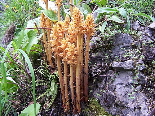 Orobanche flava: Orobanche flava