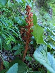Orobanche flava (Orobanche flava)