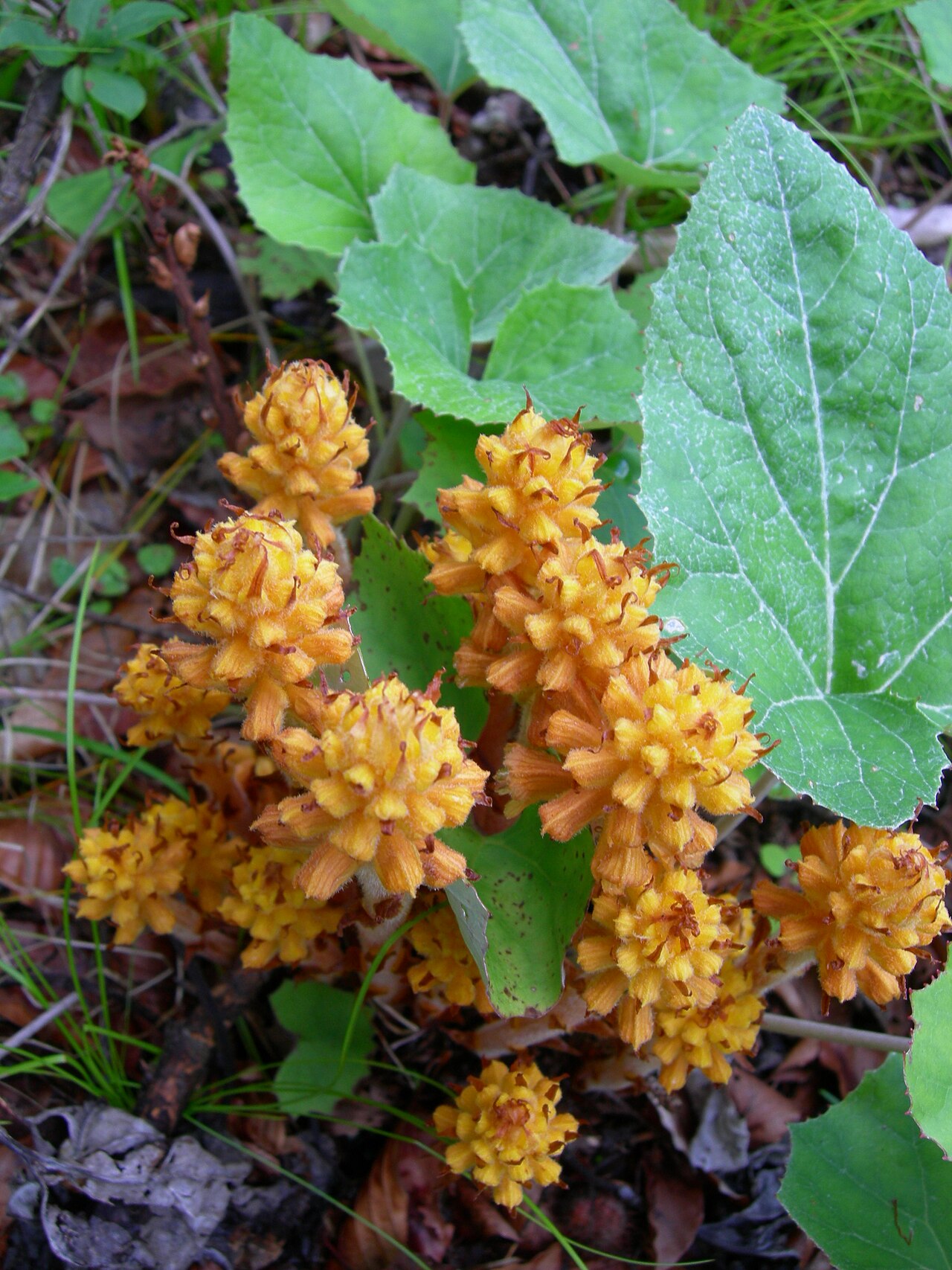 Orobanche flava: Orobanche flava
